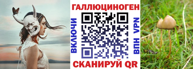 Псилоцибиновые грибы Psilocybine cubensis  Южно-Сухокумск 